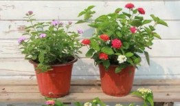 艾丽莎最新爆料新闻视频,最新爆料新闻视频深度解析